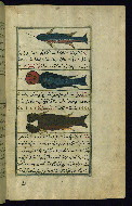 W.659, fol. 173b