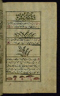 W.659, fol. 239b