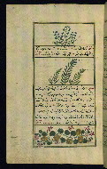 W.659, fol. 243a