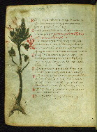 W.733, fol. 49v